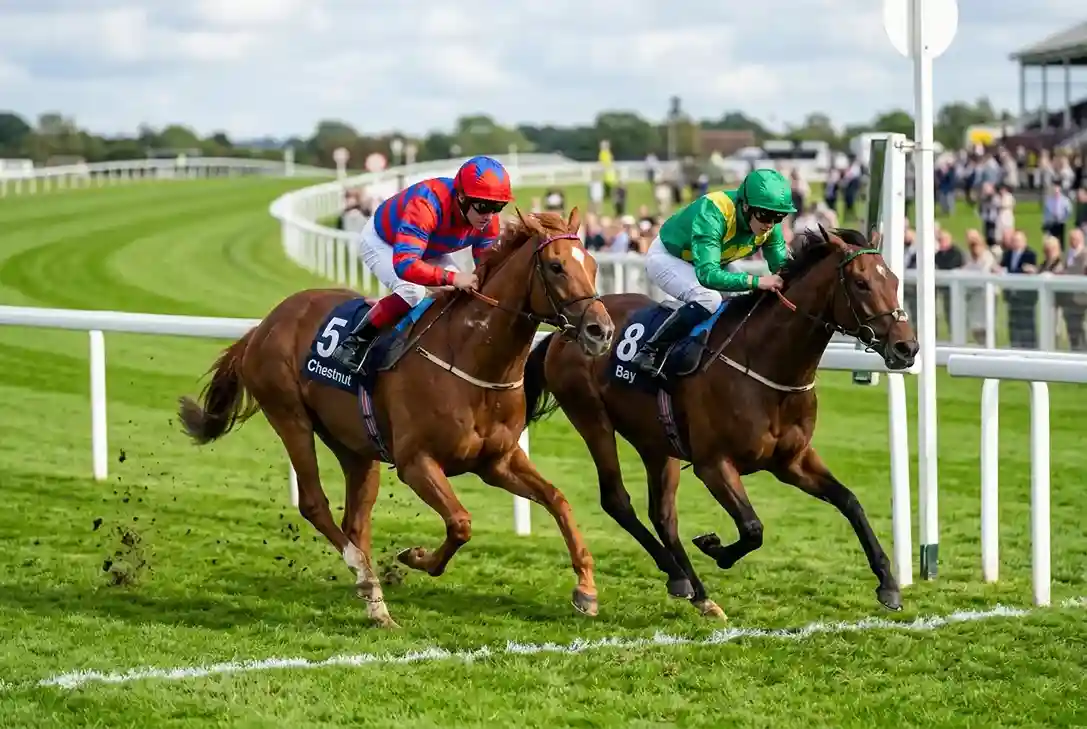 Thoroughbred horses crossing the finish line at a British flat racing meeting showing first and second placed finishers